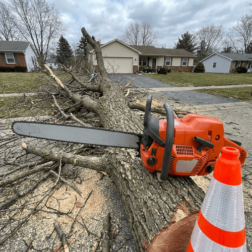 Emergency Tree Removal
